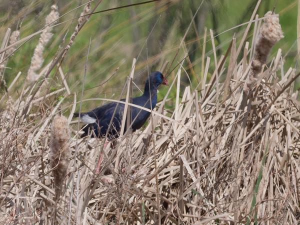 <h3><a href="/trips/extramadura/biota/animalia/chordata/aves/023 gruiformes/003 rallidae/porphyrio porphyrio/porphyrio porphyrio-nl.html">Porphyrio&nbsp;porphyrio</a> / Purple&nbsp;swamphen / Purperkoet</h3>OM-1 Mark II met OLYMPUS M.150-400mm F4.5, 1/2000 sec  bij F4.5, ISO 250, afstand 75.8&nbsp;m